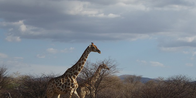 Giraffen im Etosha NP
