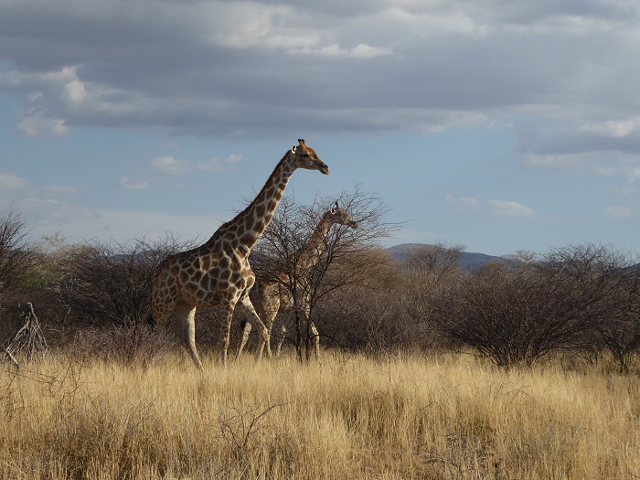 Giraffen im Etosha NP