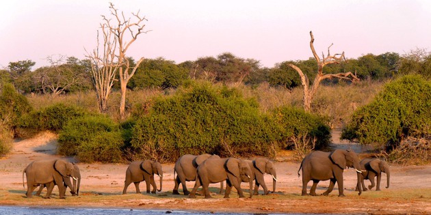 ​Elefantenherde am Ufer des Chobe Fluss