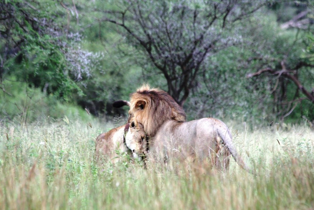 ​Löwen im Serengeti Nationalpark
