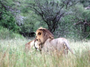 ​Löwen im Serengeti Nationalpark