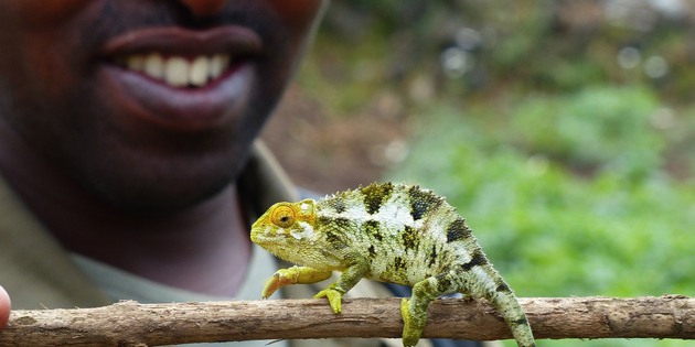 Chamäleon in Uganda
