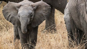 Elefantenbaby in der Serengeti 