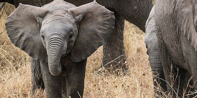 Elefantenbaby in der Serengeti 