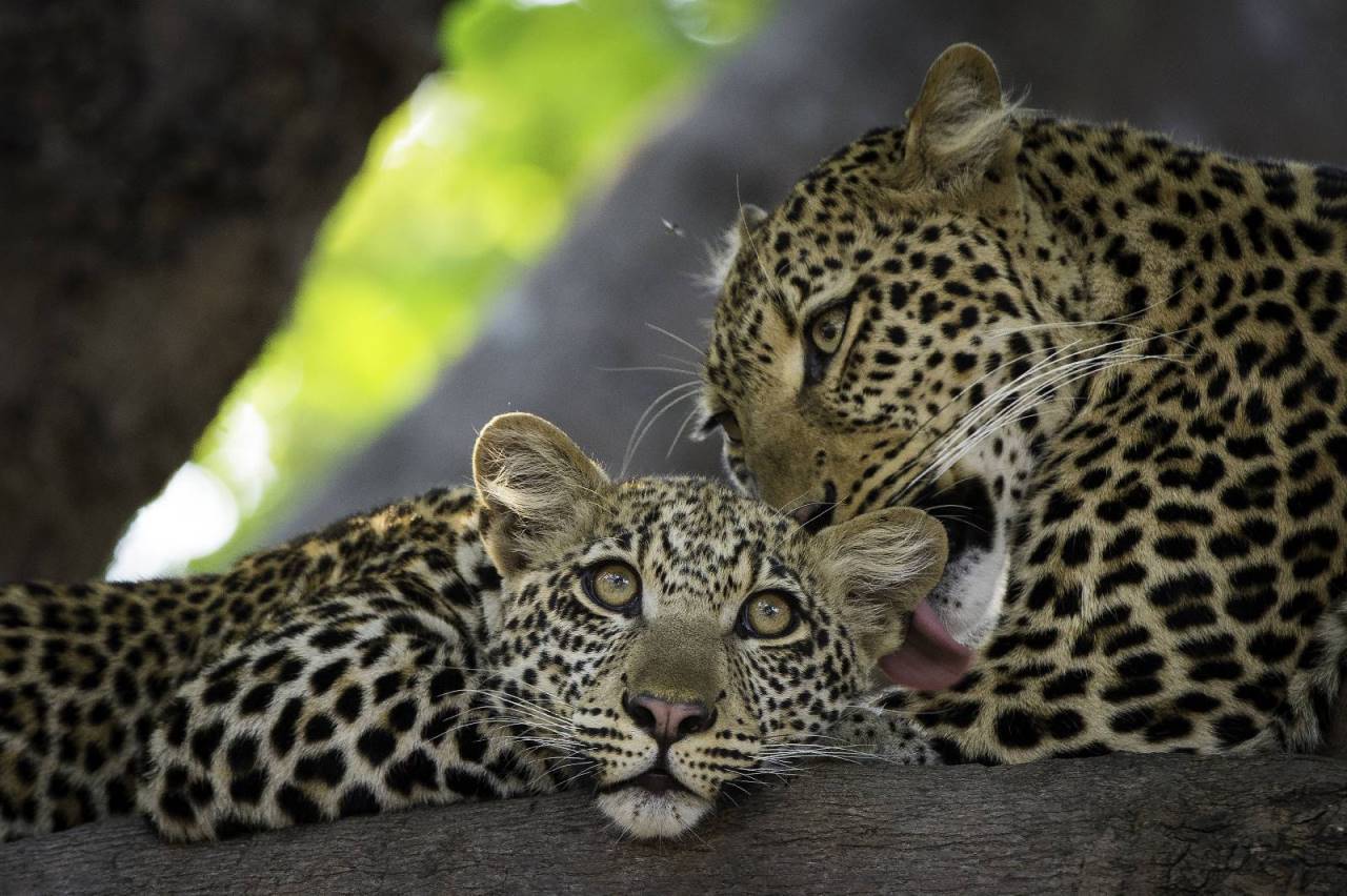 ​Leoparden in Malawi