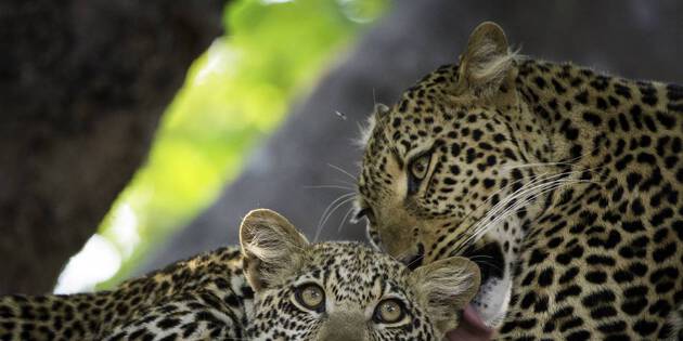 ​Leoparden in Malawi