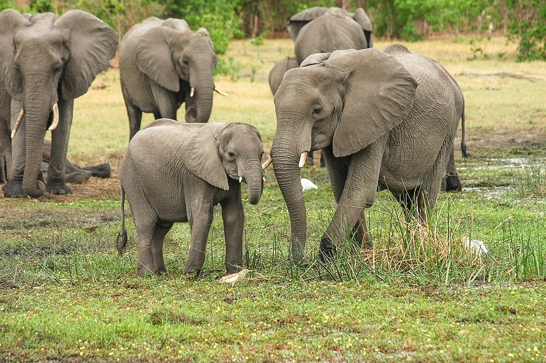 Elefantenherde in Südafrika