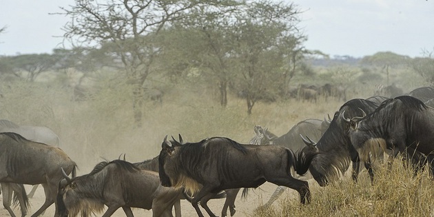 Antilopenherde in der Serengeti