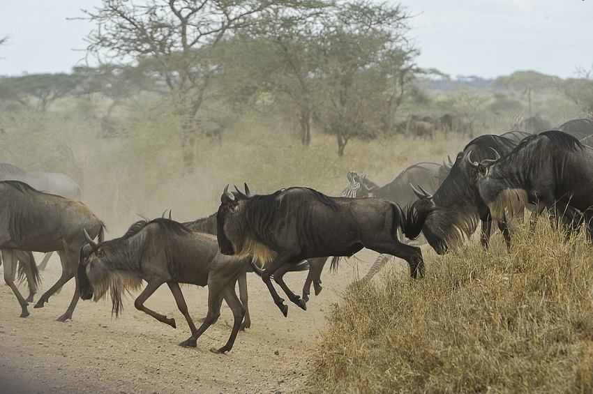 Antilopenherde in der Serengeti