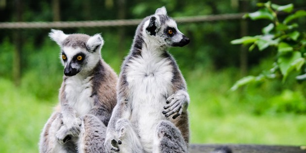 ​Lemurenpärchen auf Madagaskar