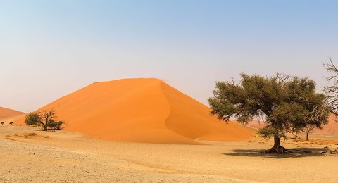 Namibia Wüstendüne mit Bäumen